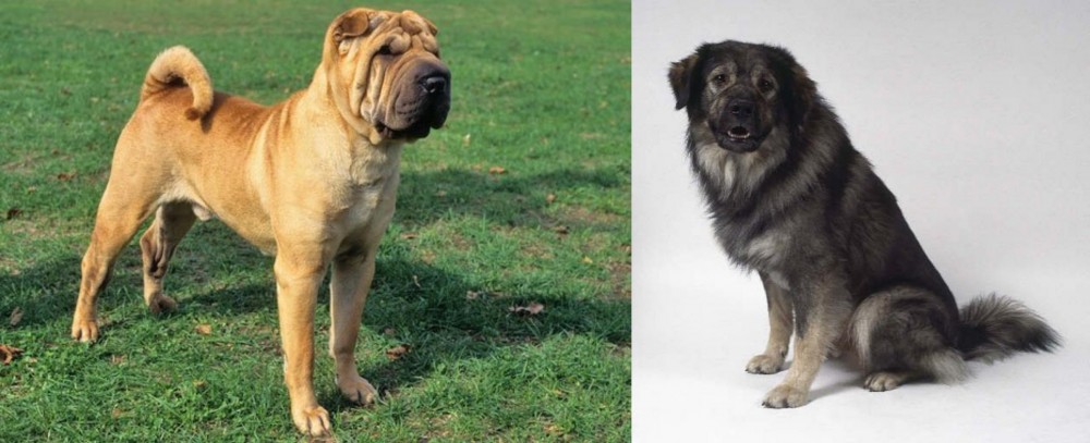 Istrian Sheepdog vs Chinese Shar Pei - Breed Comparison