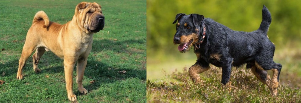 Jagdterrier vs Chinese Shar Pei - Breed Comparison