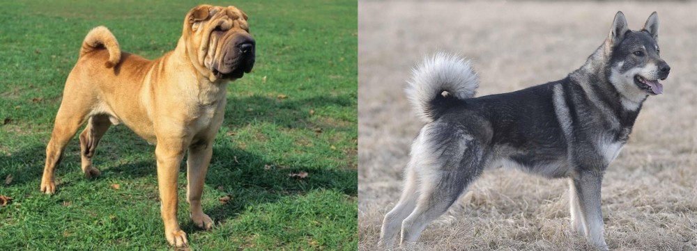 Jamthund vs Chinese Shar Pei - Breed Comparison