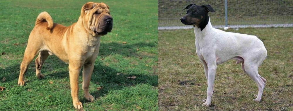 Japanese Terrier vs Chinese Shar Pei - Breed Comparison