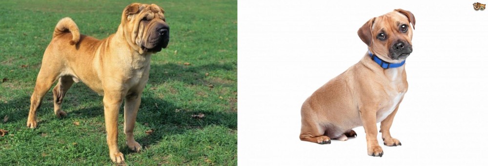 Jug vs Chinese Shar Pei - Breed Comparison
