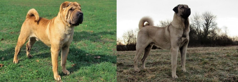 Kangal Dog vs Chinese Shar Pei - Breed Comparison