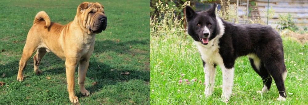 Karelian Bear Dog vs Chinese Shar Pei - Breed Comparison