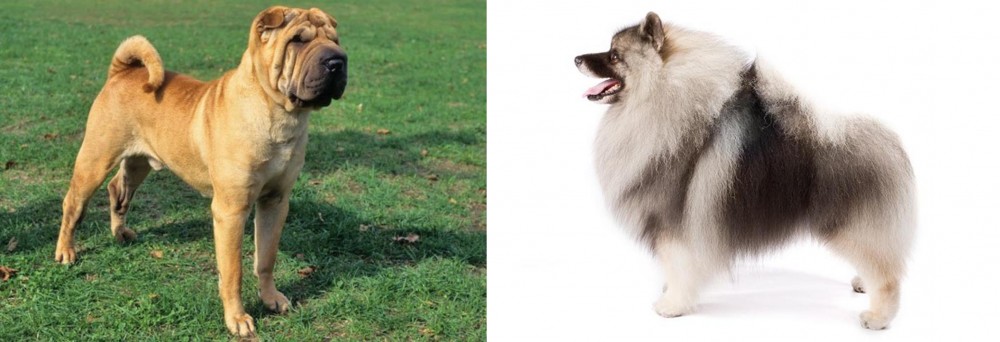 Keeshond vs Chinese Shar Pei - Breed Comparison