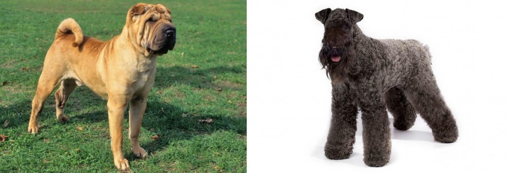 Kerry Blue Terrier vs Chinese Shar Pei - Breed Comparison