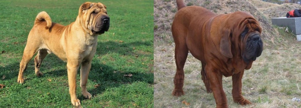 Korean Mastiff vs Chinese Shar Pei - Breed Comparison