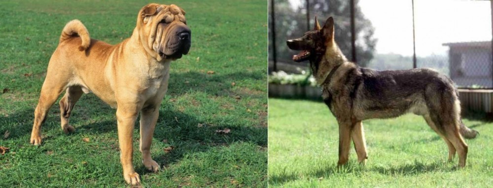 Kunming Dog vs Chinese Shar Pei - Breed Comparison
