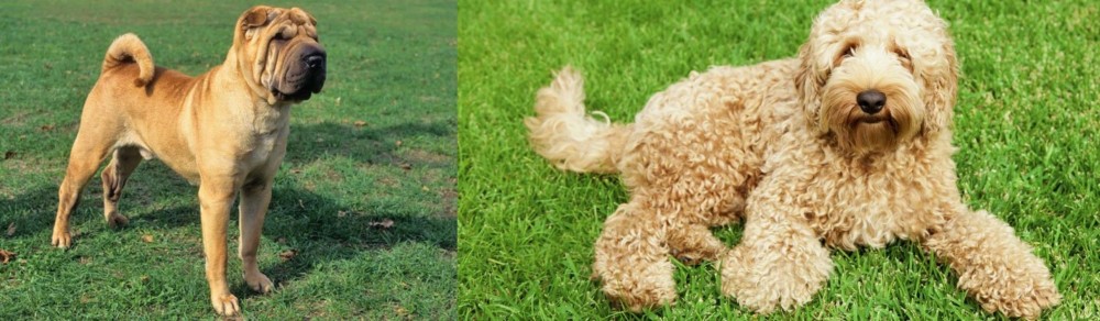 Labradoodle vs Chinese Shar Pei - Breed Comparison