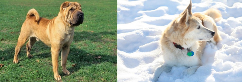 Labrador Husky vs Chinese Shar Pei - Breed Comparison