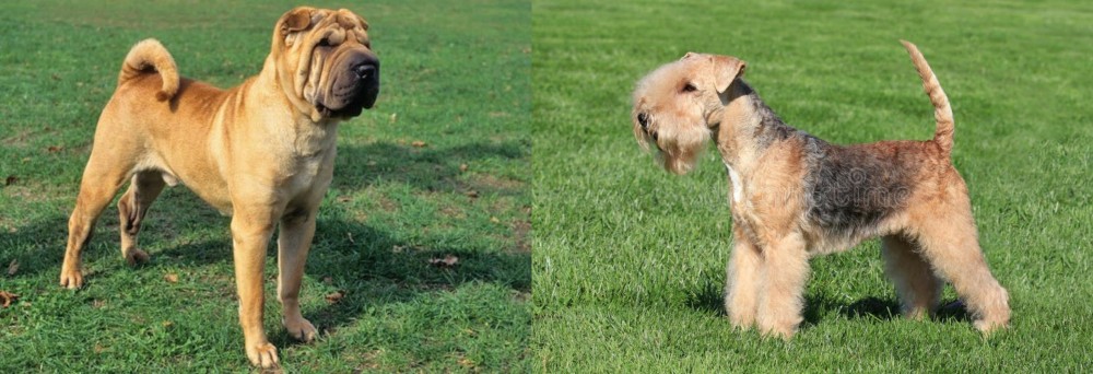 Lakeland Terrier vs Chinese Shar Pei - Breed Comparison