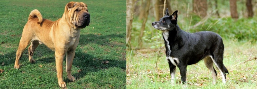 Lapponian Herder vs Chinese Shar Pei - Breed Comparison