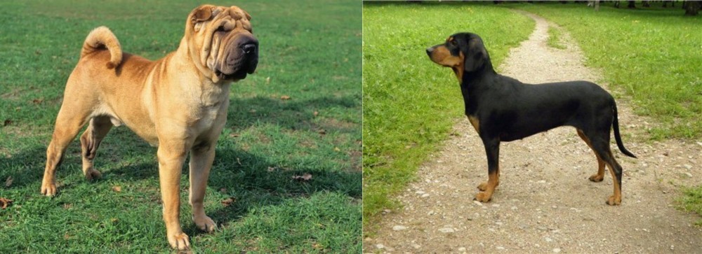 Latvian Hound vs Chinese Shar Pei - Breed Comparison