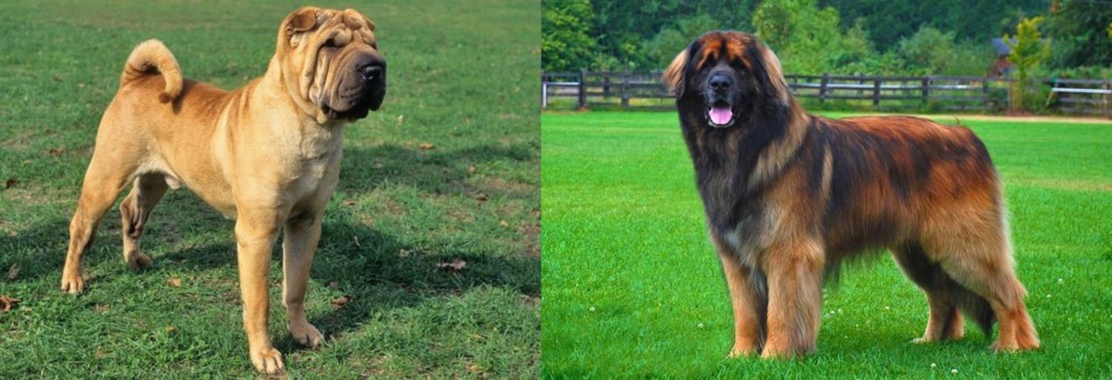 Leonberger vs Chinese Shar Pei - Breed Comparison