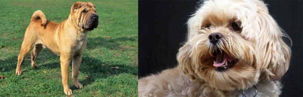 Lhasapoo vs Chinese Shar Pei - Breed Comparison