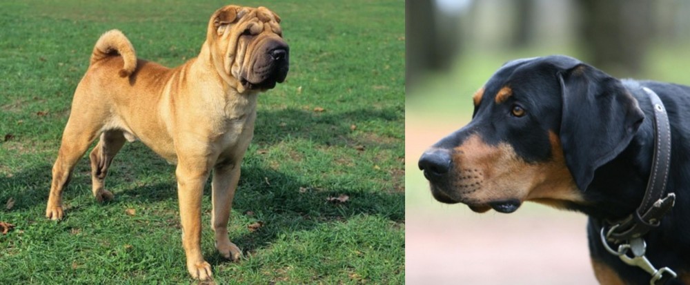 Lithuanian Hound vs Chinese Shar Pei - Breed Comparison