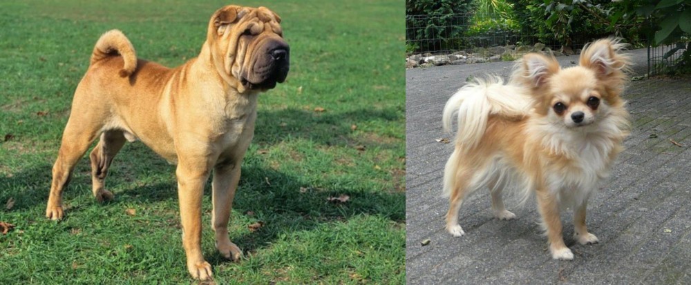 Long Haired Chihuahua vs Chinese Shar Pei - Breed Comparison
