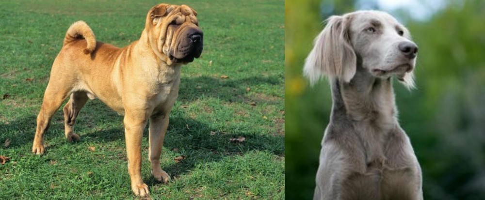 Longhaired Weimaraner vs Chinese Shar Pei - Breed Comparison