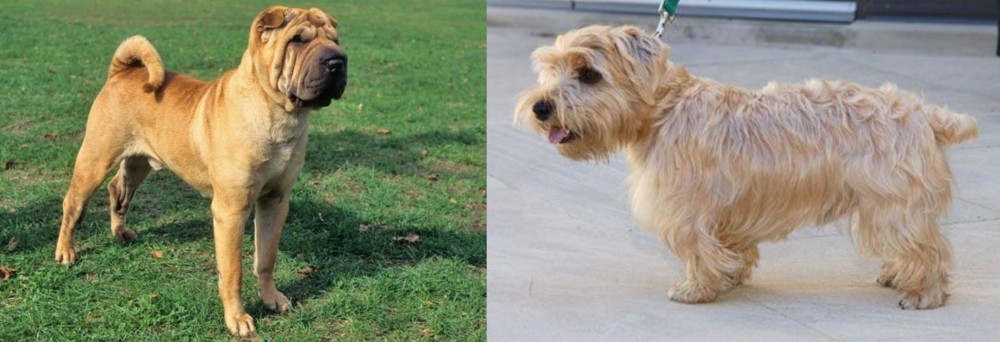 Lucas Terrier vs Chinese Shar Pei - Breed Comparison