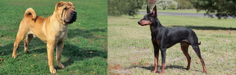 Manchester Terrier vs Chinese Shar Pei - Breed Comparison