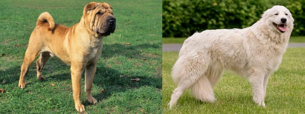 Maremma Sheepdog vs Chinese Shar Pei - Breed Comparison