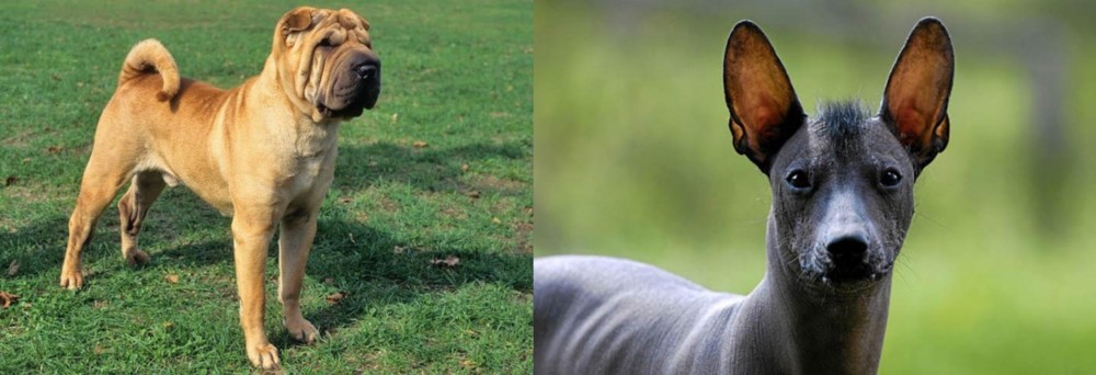 Mexican Hairless vs Chinese Shar Pei - Breed Comparison