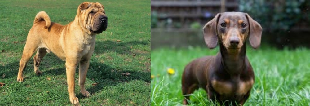 Miniature Dachshund vs Chinese Shar Pei - Breed Comparison