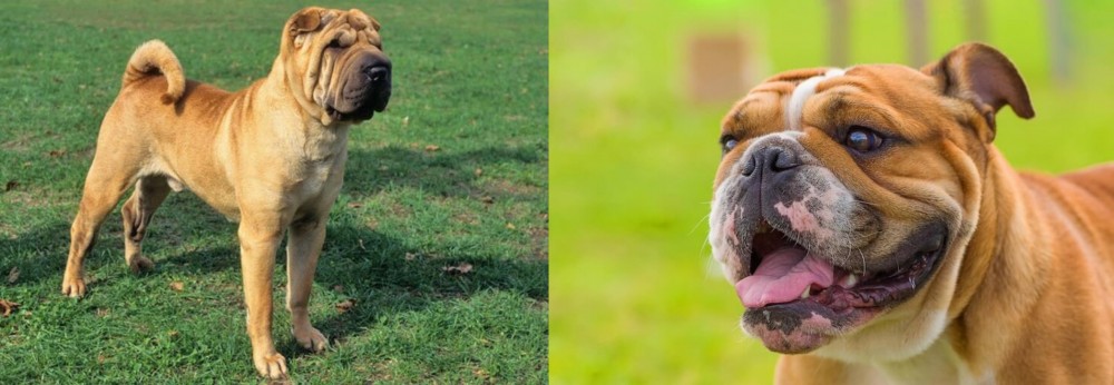 Miniature English Bulldog vs Chinese Shar Pei - Breed Comparison