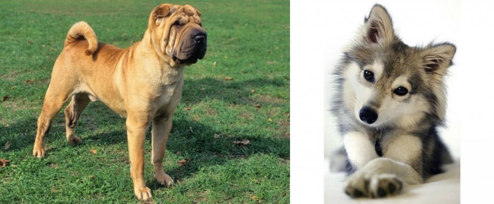 Miniature Siberian Husky vs Chinese Shar Pei - Breed Comparison