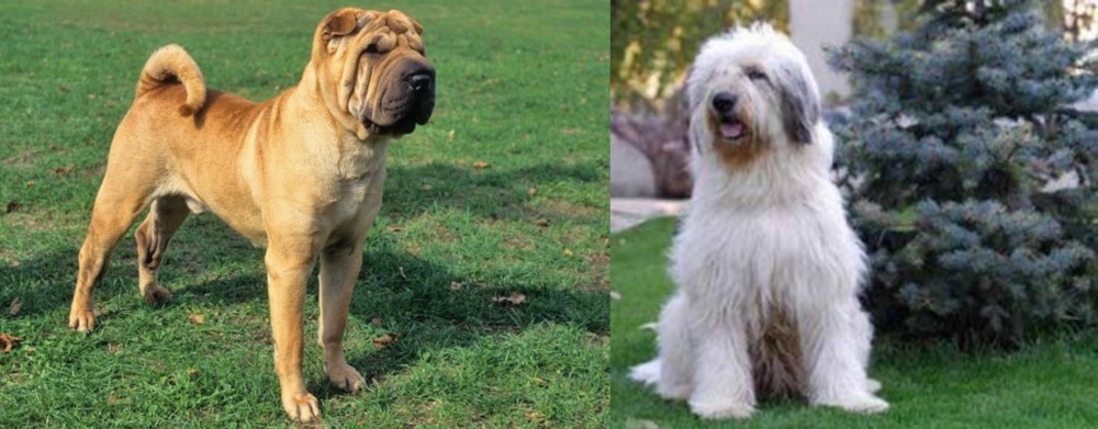 Mioritic Sheepdog vs Chinese Shar Pei - Breed Comparison