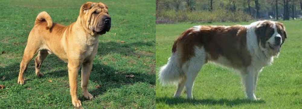 Moscow Watchdog vs Chinese Shar Pei - Breed Comparison