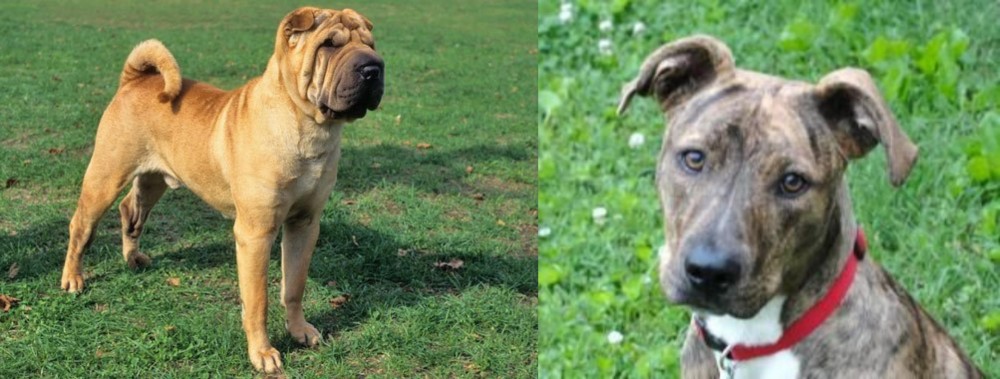 Mountain Cur vs Chinese Shar Pei - Breed Comparison