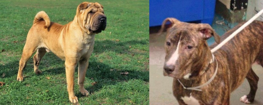 Mountain View Cur vs Chinese Shar Pei - Breed Comparison