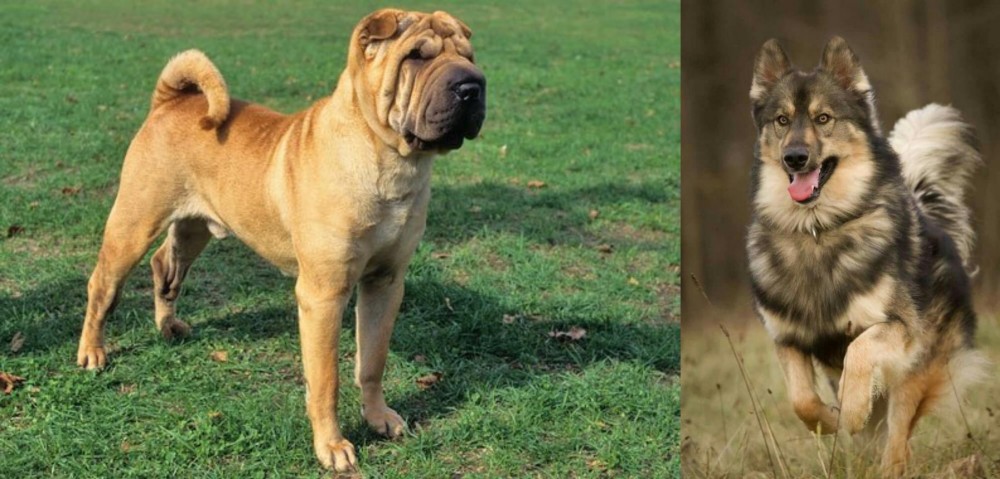 Native American Indian Dog vs Chinese Shar Pei - Breed Comparison