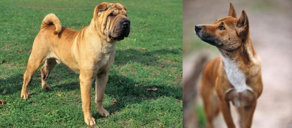 New Guinea Singing Dog vs Chinese Shar Pei - Breed Comparison