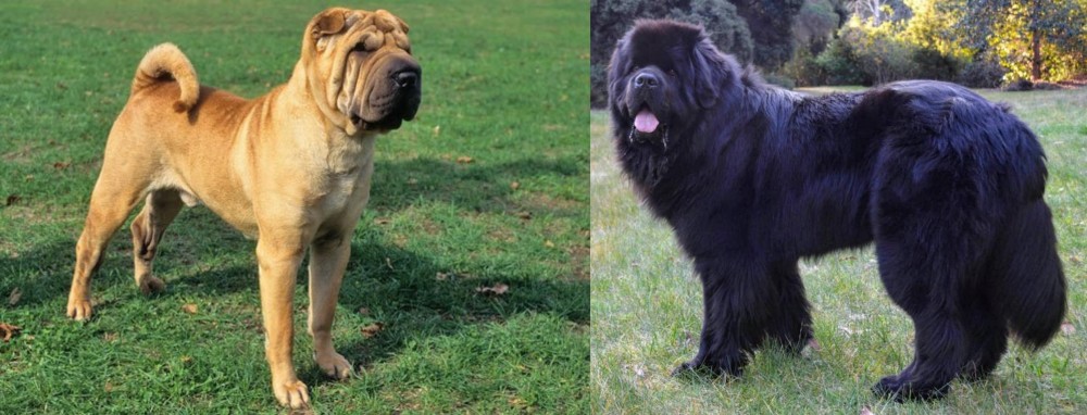 Newfoundland Dog vs Chinese Shar Pei - Breed Comparison