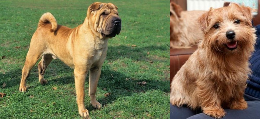 Norfolk Terrier vs Chinese Shar Pei - Breed Comparison