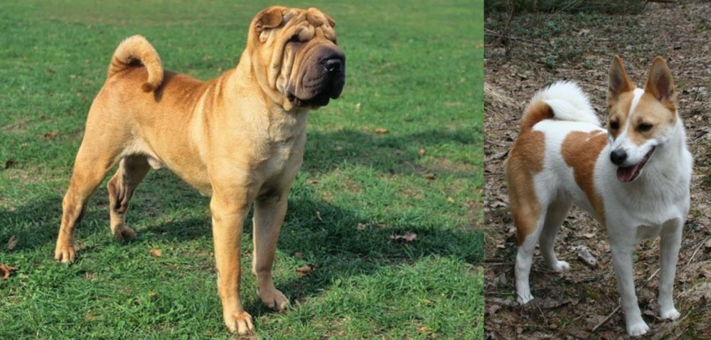 Norrbottenspets vs Chinese Shar Pei - Breed Comparison