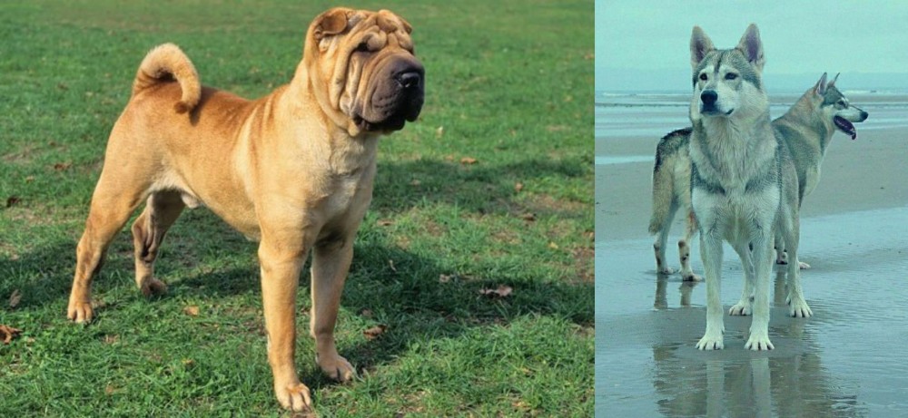 Northern Inuit Dog vs Chinese Shar Pei - Breed Comparison