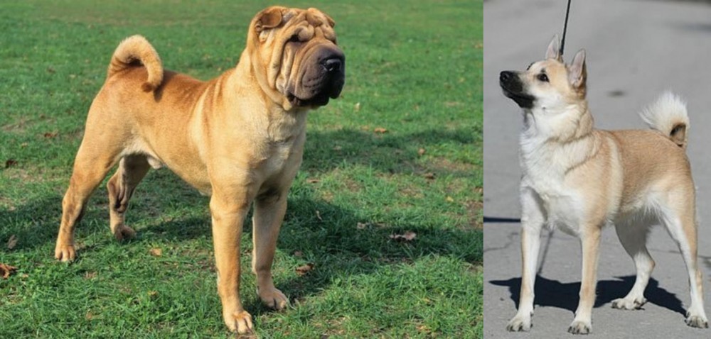 Norwegian Buhund vs Chinese Shar Pei - Breed Comparison