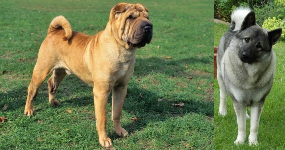 Norwegian Elkhound vs Chinese Shar Pei - Breed Comparison