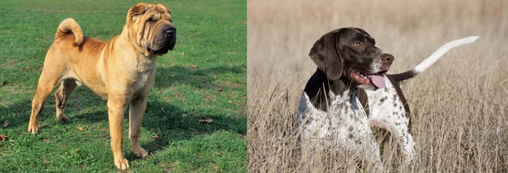 Old Danish Pointer vs Chinese Shar Pei - Breed Comparison