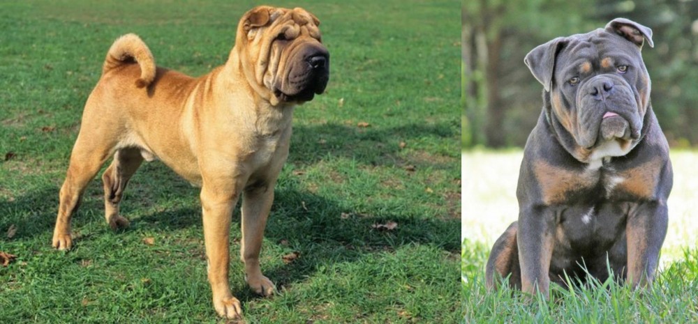 Olde English Bulldogge vs Chinese Shar Pei - Breed Comparison