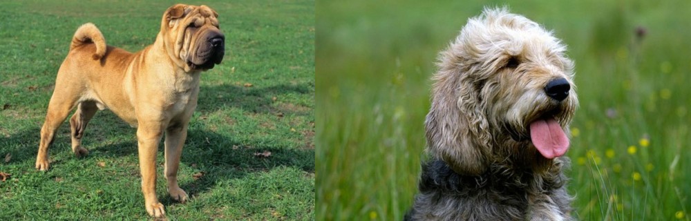 Otterhound vs Chinese Shar Pei - Breed Comparison