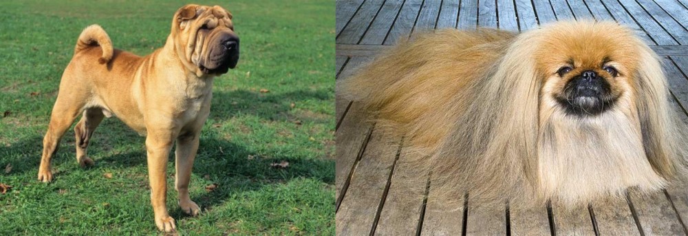 Pekingese vs Chinese Shar Pei - Breed Comparison