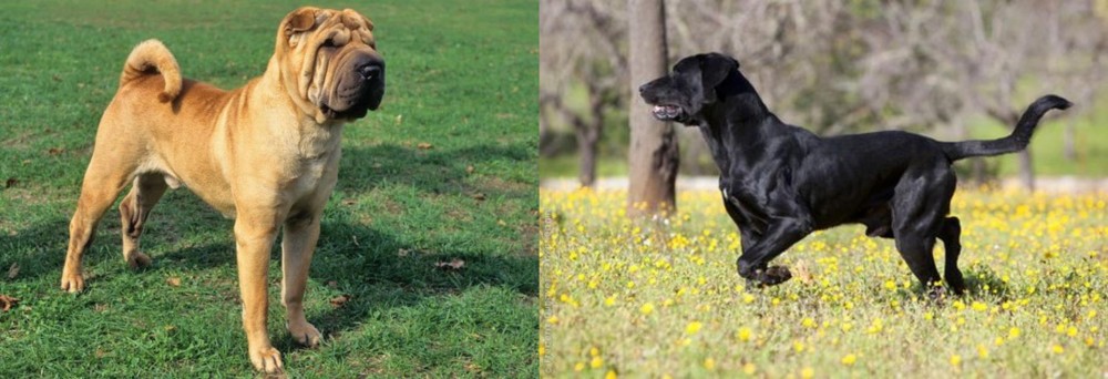 Perro de Pastor Mallorquin vs Chinese Shar Pei - Breed Comparison