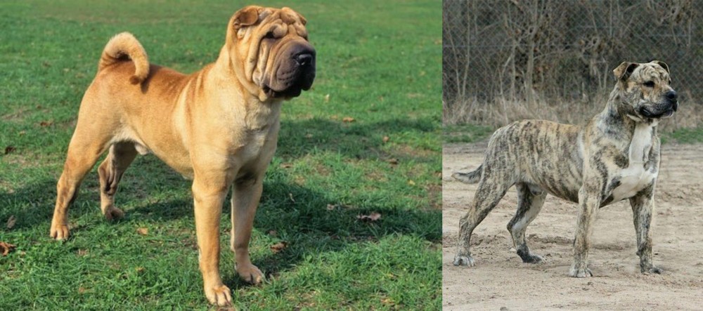 Perro de Presa Mallorquin vs Chinese Shar Pei - Breed Comparison