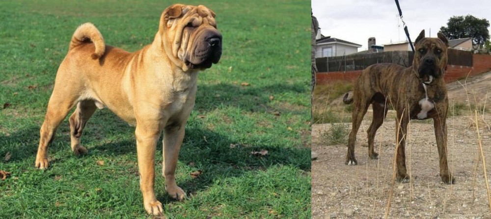 Perro de Toro vs Chinese Shar Pei - Breed Comparison