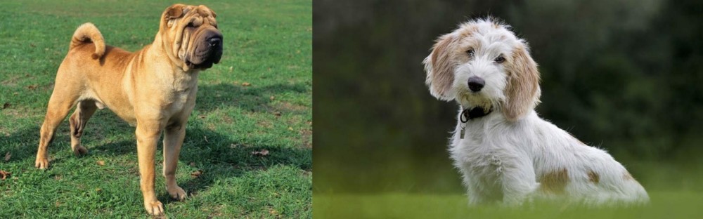 Petit Basset Griffon Vendeen vs Chinese Shar Pei - Breed Comparison
