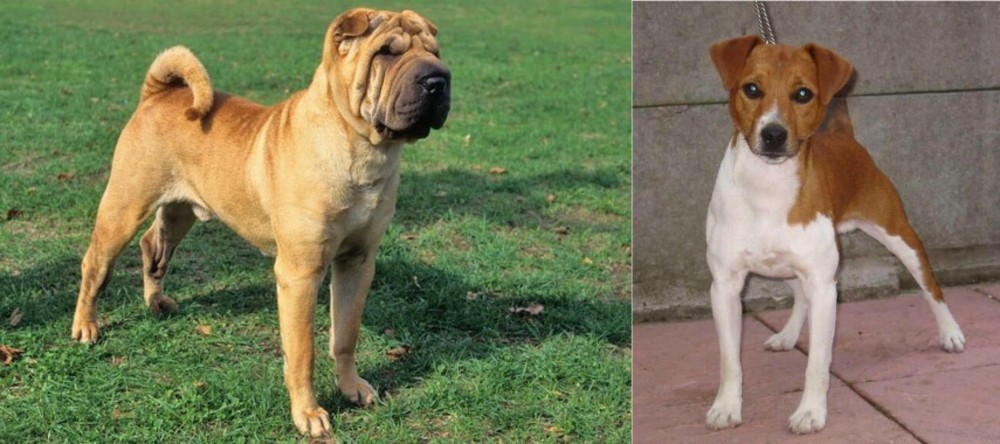 Plummer Terrier vs Chinese Shar Pei - Breed Comparison