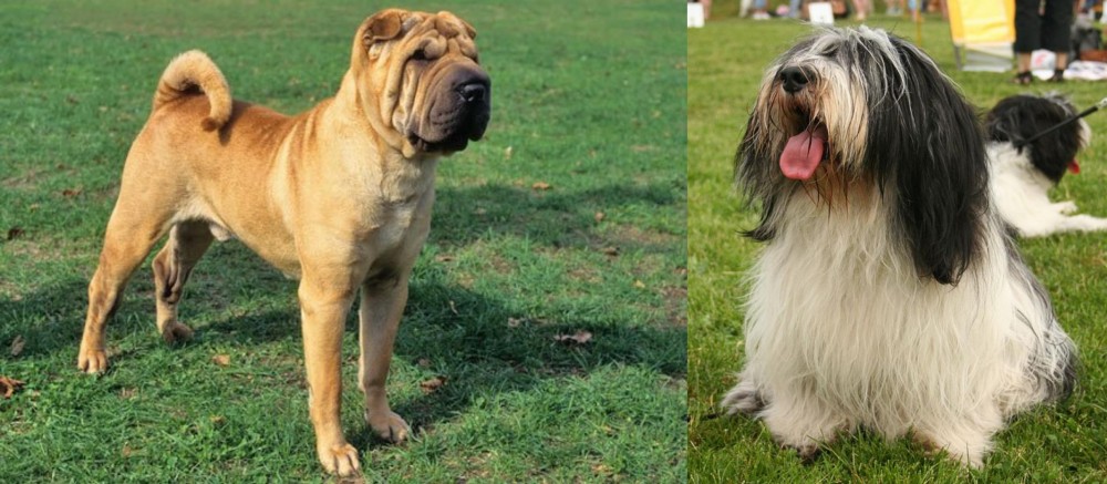 Polish Lowland Sheepdog vs Chinese Shar Pei - Breed Comparison